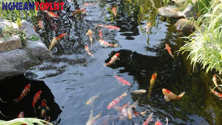 thi công hồ cá Koi tại Nghệ An