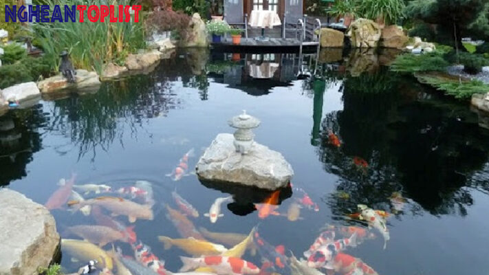 thi công hồ cá Koi tại Nghệ An