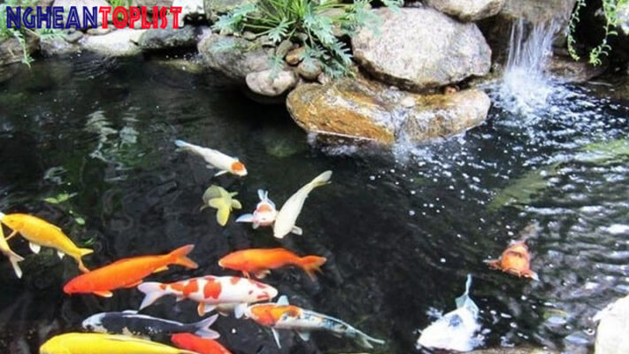thi công hồ cá Koi tại Nghệ An