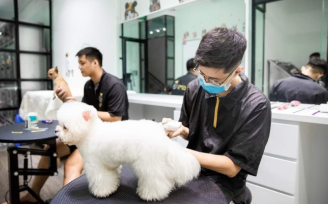 cat-tia-long-cho-ngheantoplist