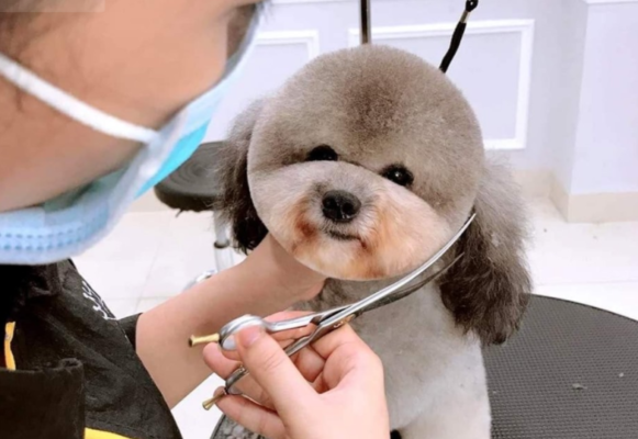 cat-tia-long-cho-ngheantoplist