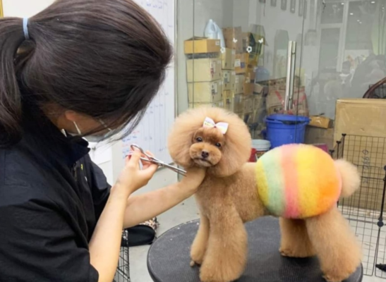 cat-tia-long-cho-ngheantoplist