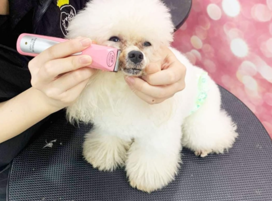 cat-tia-long-cho-ngheantoplist