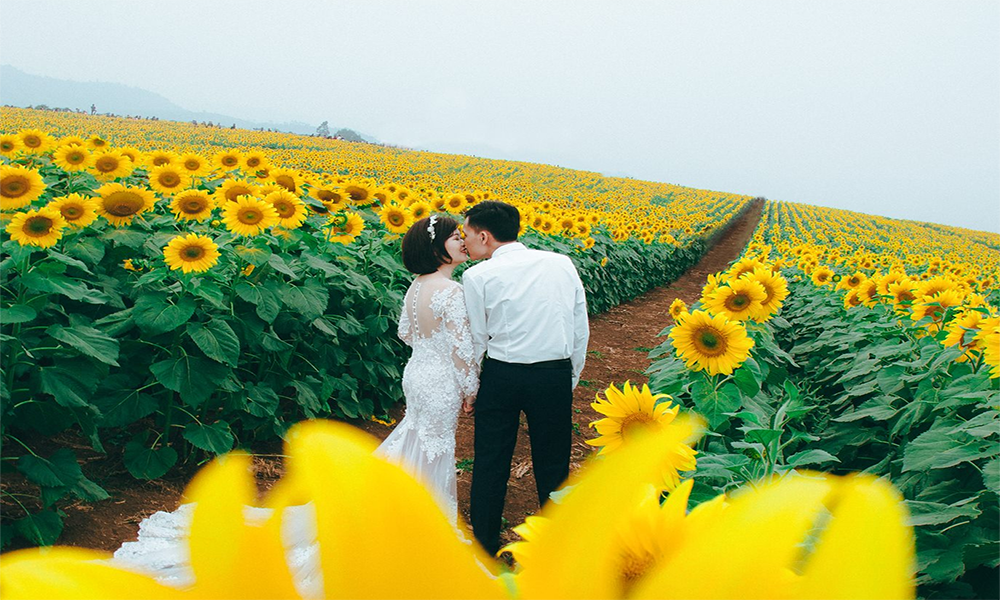 Cánh đồng hoa hướng dương Nghĩa Đàn