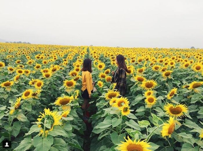 Cánh đồng hoa hướng dương Nghĩa Đàn - Nghệ An