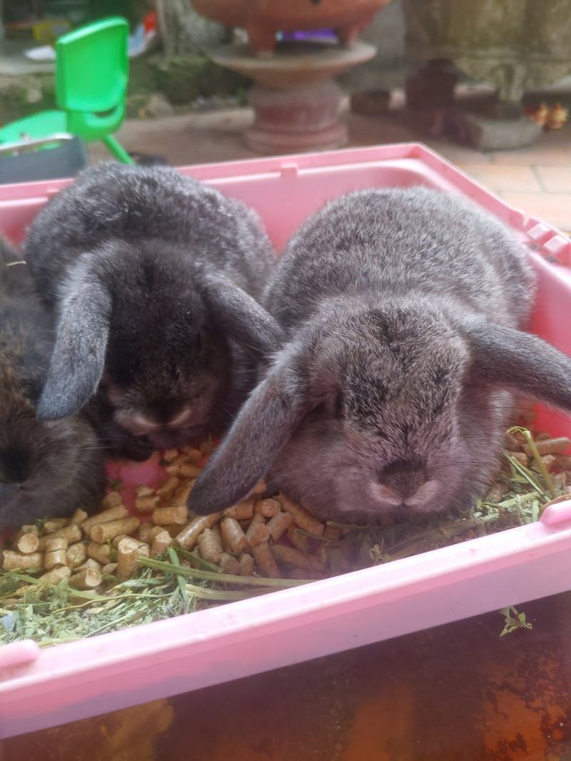 Hamster tại shop Hamster Vinh