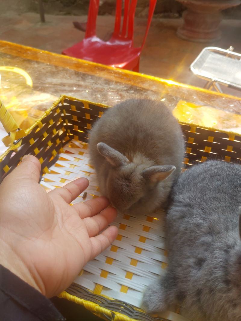 Thỏ tại Hamster Vinh