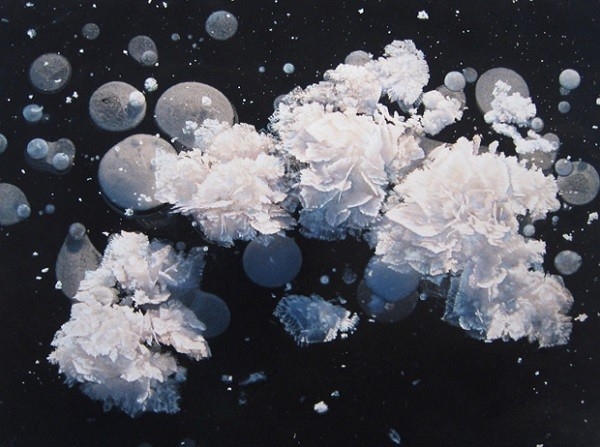 Mặc dù đẹp nhưng chúng chỉ có thể tồn tại trong vài ngày đầu tiên hình thành băng