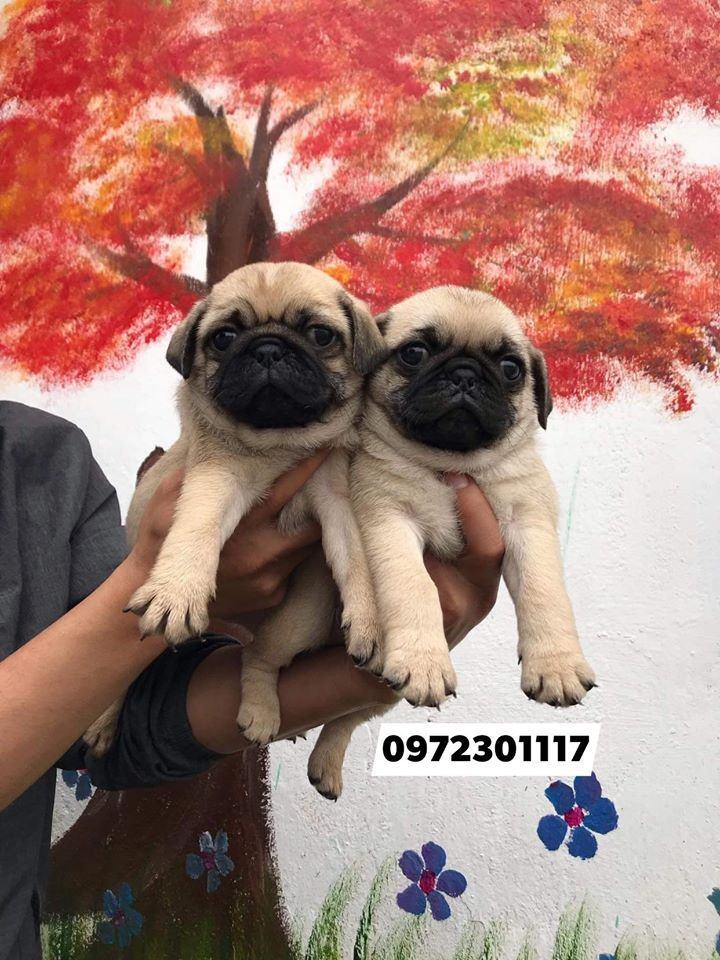 Chó Pug tại cửa hàng thú cưng Hoàng Nhé