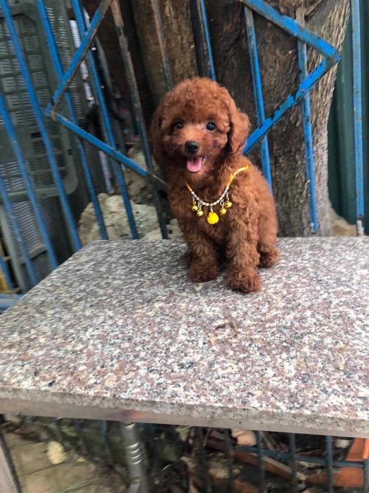 Thú cưng tại Lam Trang Pet shop