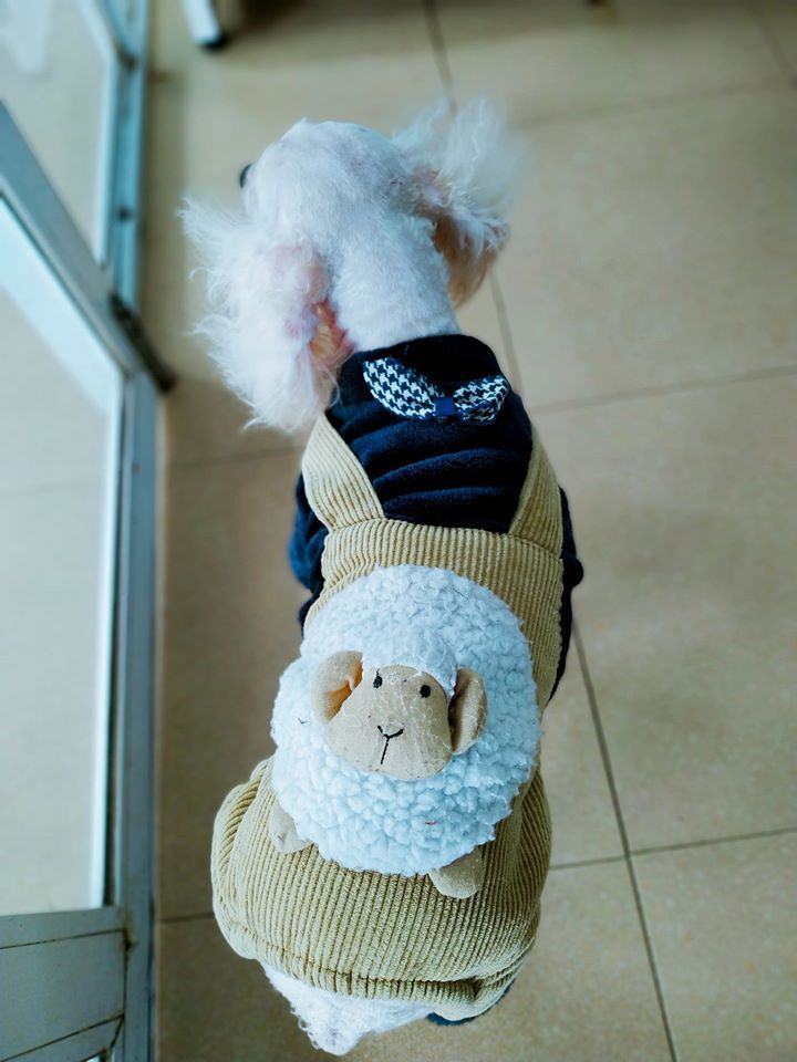 Đông lạnh thú cưng tại Petcare