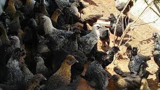 ga ac long den ky son nghe an