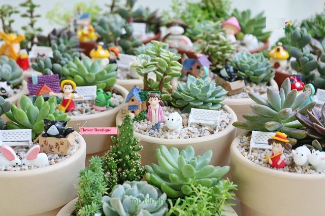 shop bán sen đá tại nghệ an