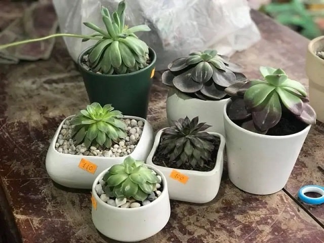 shop bán sen đá tại nghệ an