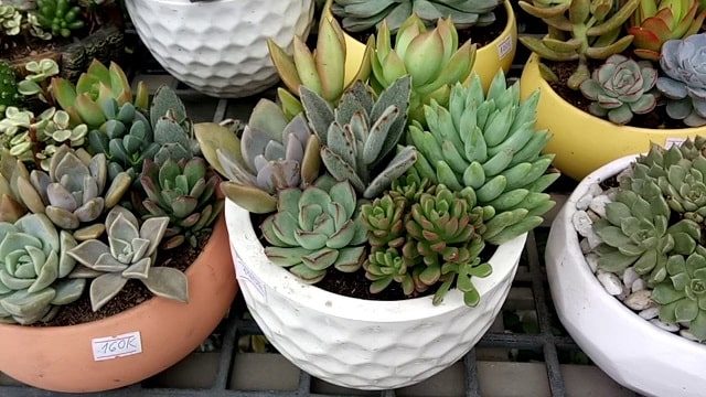 shop bán sen đá tại nghệ an