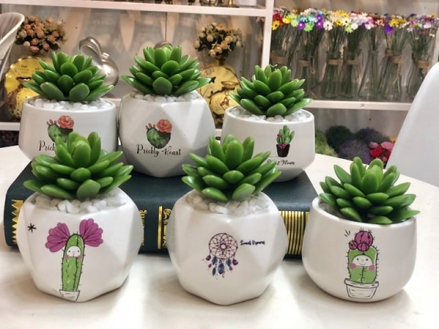 shop bán sen đá tại nghệ an